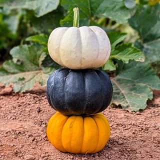 Veseys Baby Jack Mix Pumpkin Thumbnail